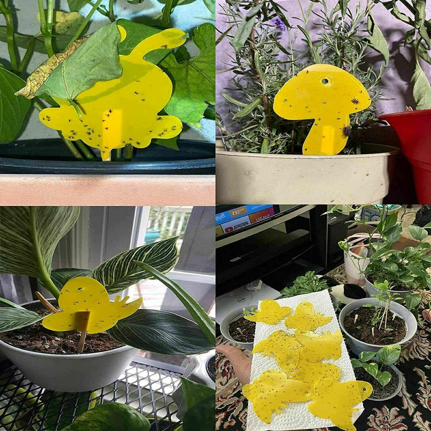 Fly Sticky Traps Dual-Sided