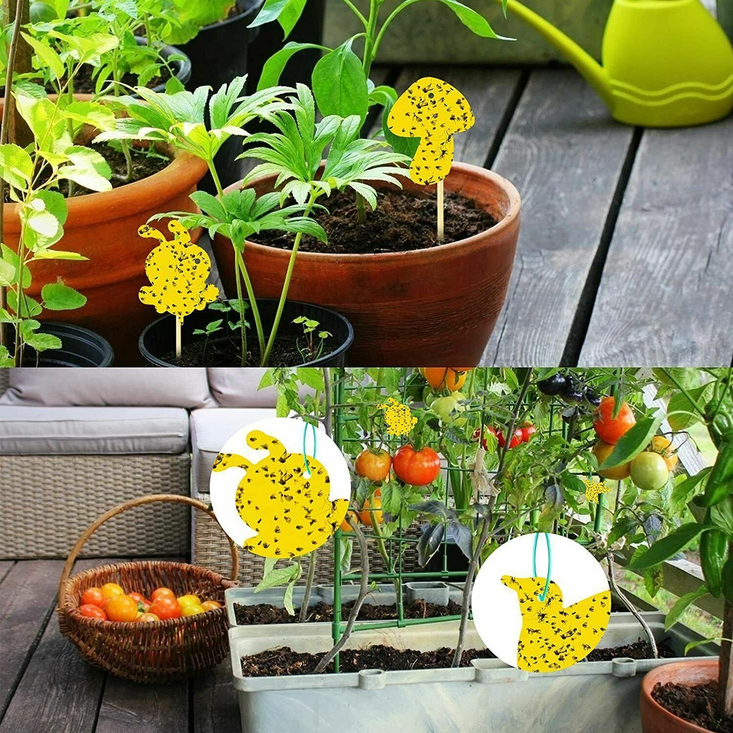 Fly Sticky Traps Dual-Sided